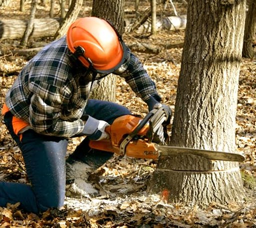 Tree Removal in Clarence, LA